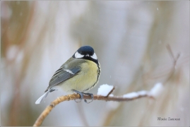 <p>SÝKORA KOŇADRA (Parus major) ------- /Great tit - Kohlmeise/</p>